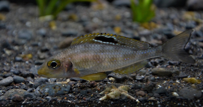 Xenotilapia sp. 'papilio sunflower' Mibwebwe